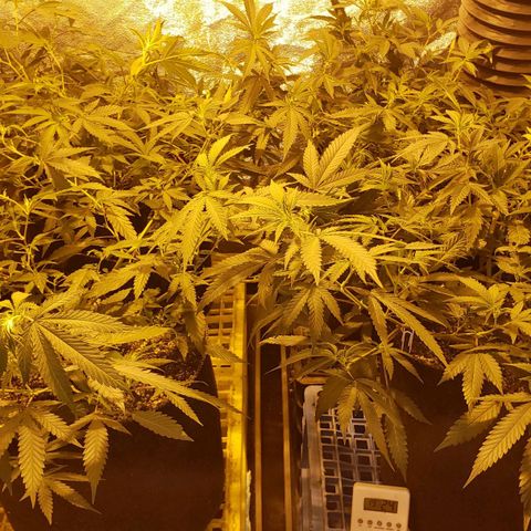 Candy Store 4 growlog timeline photo