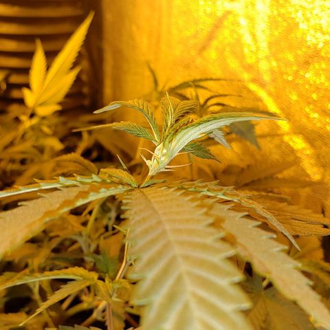 Candy Store 4 growlog timeline photo