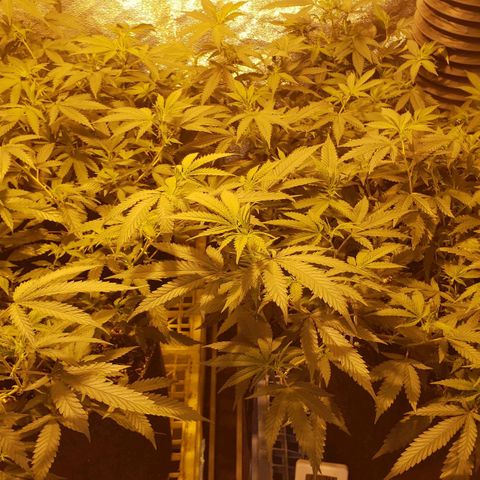 Candy Store 4 growlog photo: Day after increasing nutes