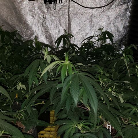 Candy Store 4 growlog timeline photo