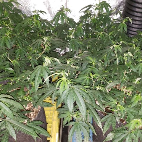 Candy Store 4 growlog timeline photo