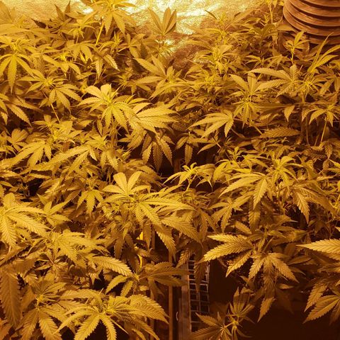 Candy Store 4 growlog timeline photo