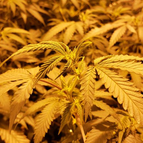 Candy Store 4 growlog timeline photo