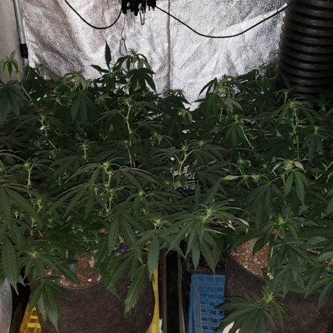 Candy Store 4 growlog timeline photo