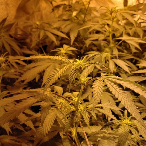 Candy Store 4 growlog timeline photo