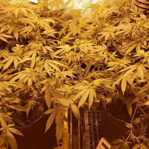 Candy Store 4 growlog timeline photo
