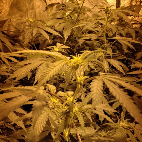Candy Store 4 growlog timeline photo