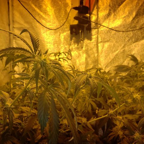Candy Store 4 growlog photo: Bondage adjustment and final defol