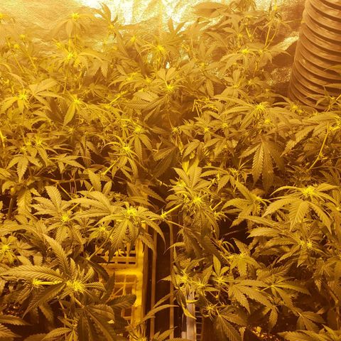 Candy Store 4 growlog photo: Bondage adjustment and final defol