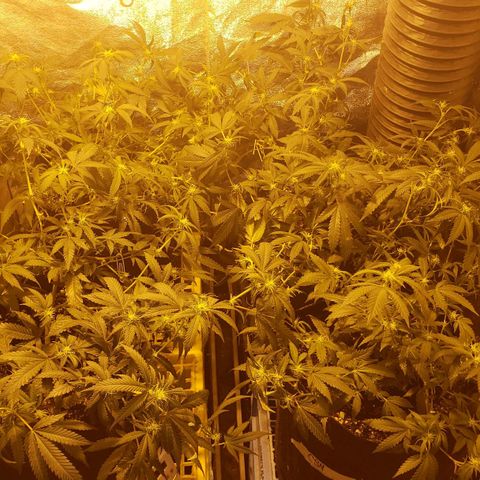 Candy Store 4 growlog photo: Bondage adjustment and final defol