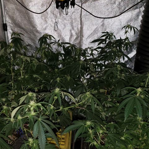 Candy Store 4 growlog timeline photo