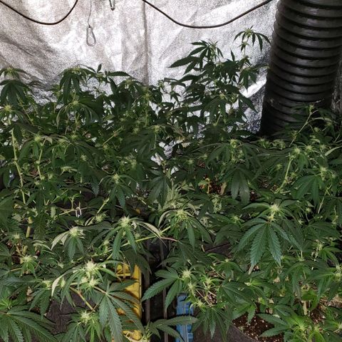 Candy Store 4 growlog timeline photo