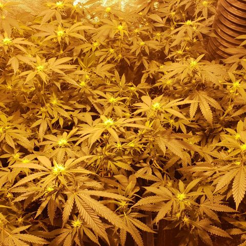 Candy Store 4 growlog photo: Found slme PM; clipped a few leaves; adjusted exhaust so it runs 24/7 and sprayed with water and baking soda; new hydrometer shows the old one was about 23 points too low