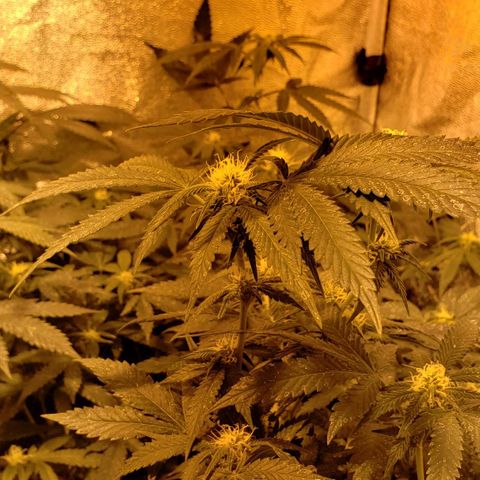 Candy Store 4 growlog timeline photo