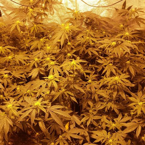 Candy Store 4 growlog timeline photo