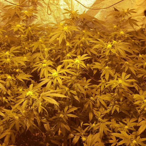 Candy Store 4 growlog photo: Washed off baking soda; moved heater closer; first water with new ph pen