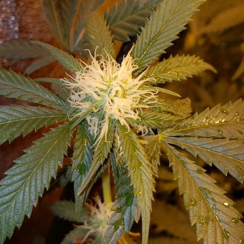 Candy Store 4 growlog photo: Washed off baking soda; moved heater closer; first water with new ph pen