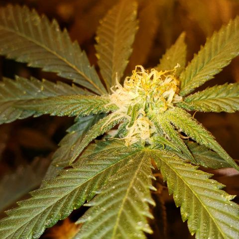 Candy Store 4 growlog photo: Washed off baking soda; moved heater closer; first water with new ph pen