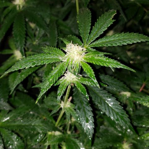 Candy Store 4 growlog photo: Washed off baking soda; moved heater closer; first water with new ph pen