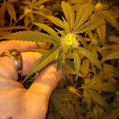 Candy Store 4 growlog photo: Washed off baking soda; moved heater closer; first water with new ph pen
