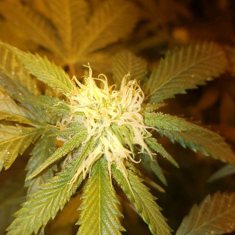 Candy Store 4 growlog photo: A few hours after a water and wash