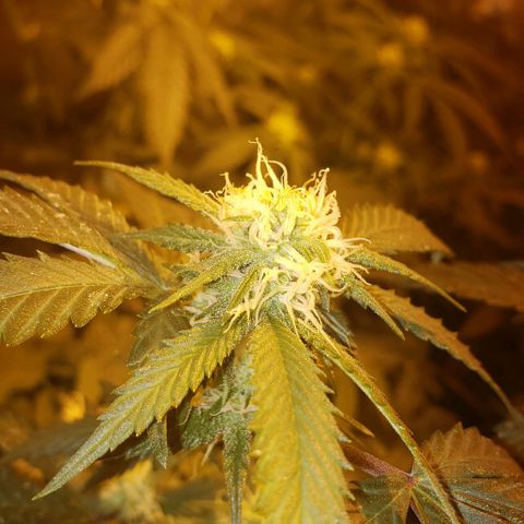 Candy Store 4 growlog photo: A few hours after a water and wash
