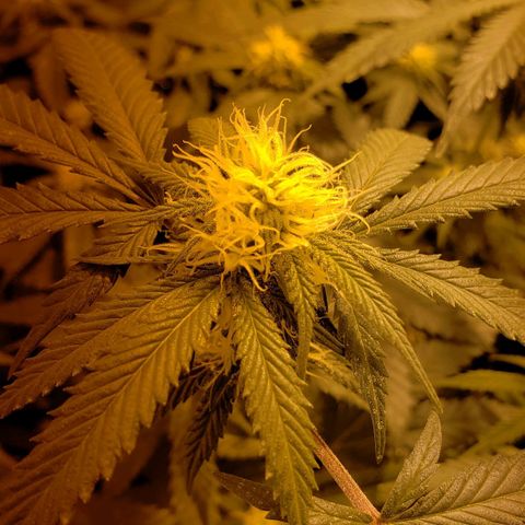 Candy Store 4 growlog timeline photo