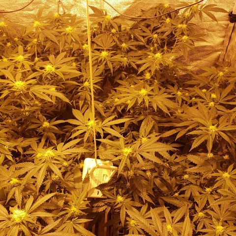 Candy Store 4 growlog timeline photo