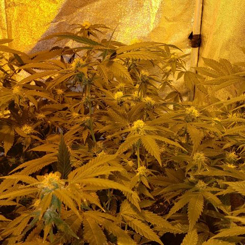 Candy Store 4 growlog timeline photo