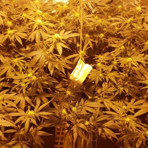 Candy Store 4 growlog timeline photo