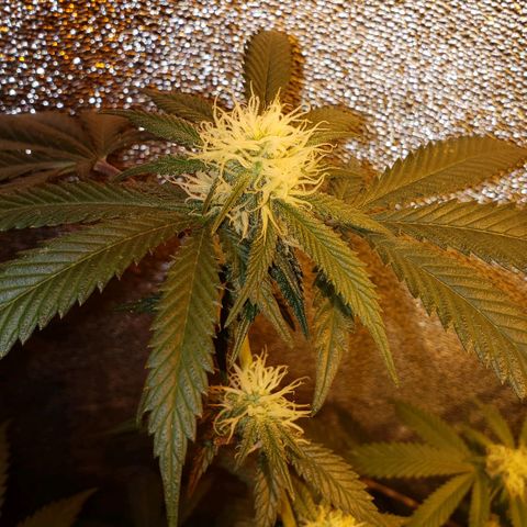 Candy Store 4 growlog timeline photo