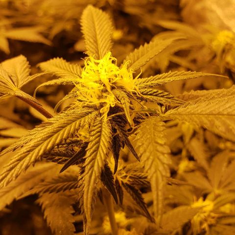 Candy Store 4 growlog timeline photo