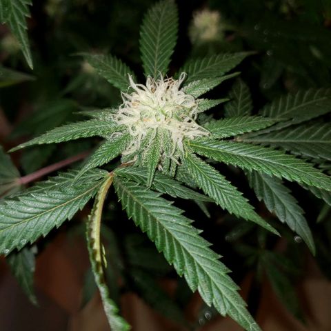 Candy Store 4 growlog photo: New light arrived today!