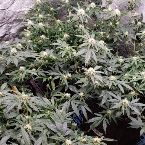 Candy Store 4 growlog photo: New light arrived today!
