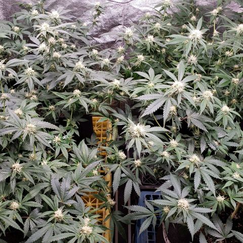Candy Store 4 growlog photo: New light arrived today!