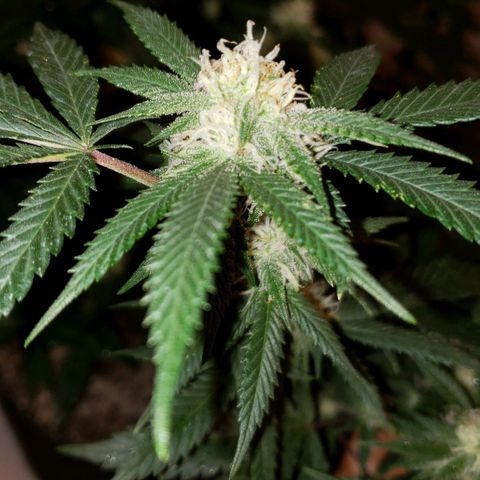 Candy Store 4 growlog photo: New light arrived today!