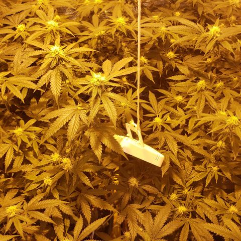 Candy Store 4 growlog photo: New light arrived today!