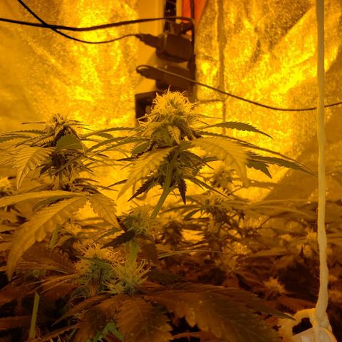 Candy Store 4 growlog photo: New light arrived today!