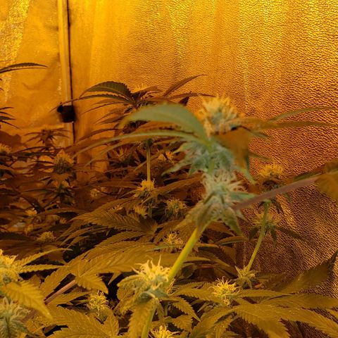Candy Store 4 growlog photo: New light arrived today!