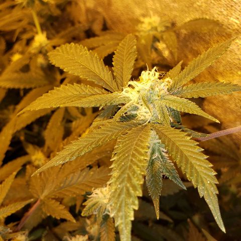 Candy Store 4 growlog photo: New light arrived today!