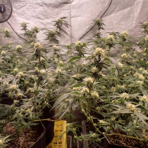 Candy Store 4 growlog photo: New light is making it hard to keep temps up. Heater on now and pointing at intake