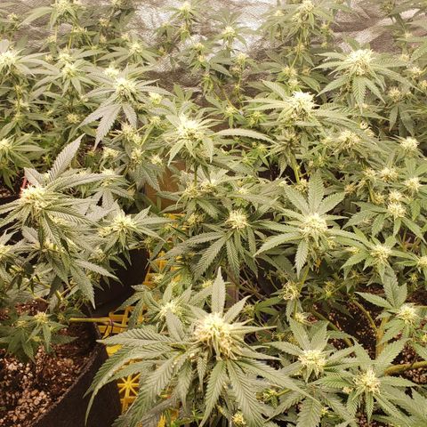 Candy Store 4 growlog photo: New light is making it hard to keep temps up. Heater on now and pointing at intake
