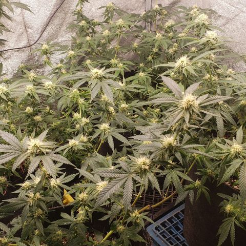 Candy Store 4 growlog photo: New light is making it hard to keep temps up. Heater on now and pointing at intake