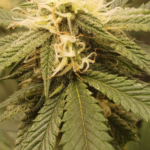 Candy Store 4 growlog timeline photo