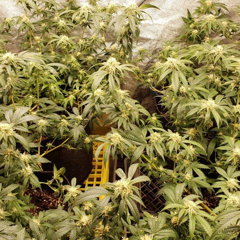 Candy Store 4 growlog photo: Another cold night, adjusting heater and floor covering to try and get some improvement 