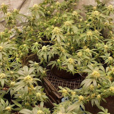 Candy Store 4 growlog photo: Another cold night, adjusting heater and floor covering to try and get some improvement 
