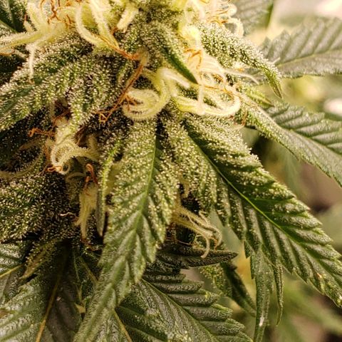 Candy Store 4 growlog photo: Another cold night, adjusting heater and floor covering to try and get some improvement 