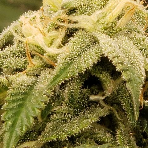 Candy Store 4 growlog timeline photo