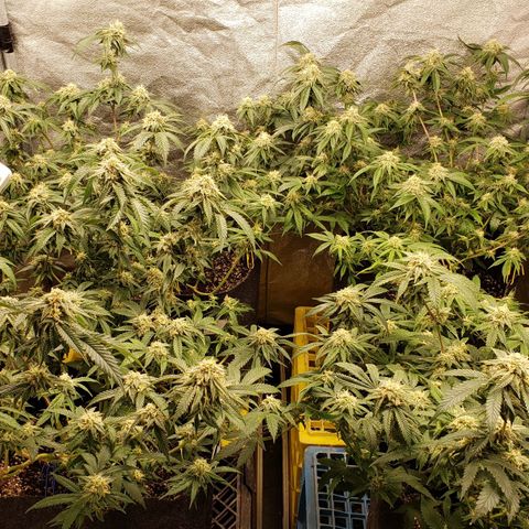 Candy Store 4 growlog timeline photo