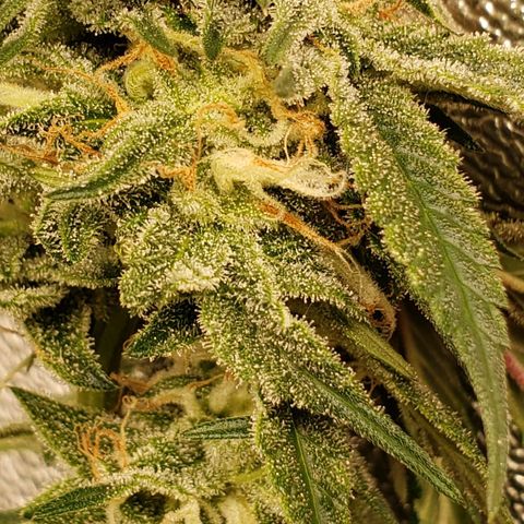Candy Store 4 growlog timeline photo